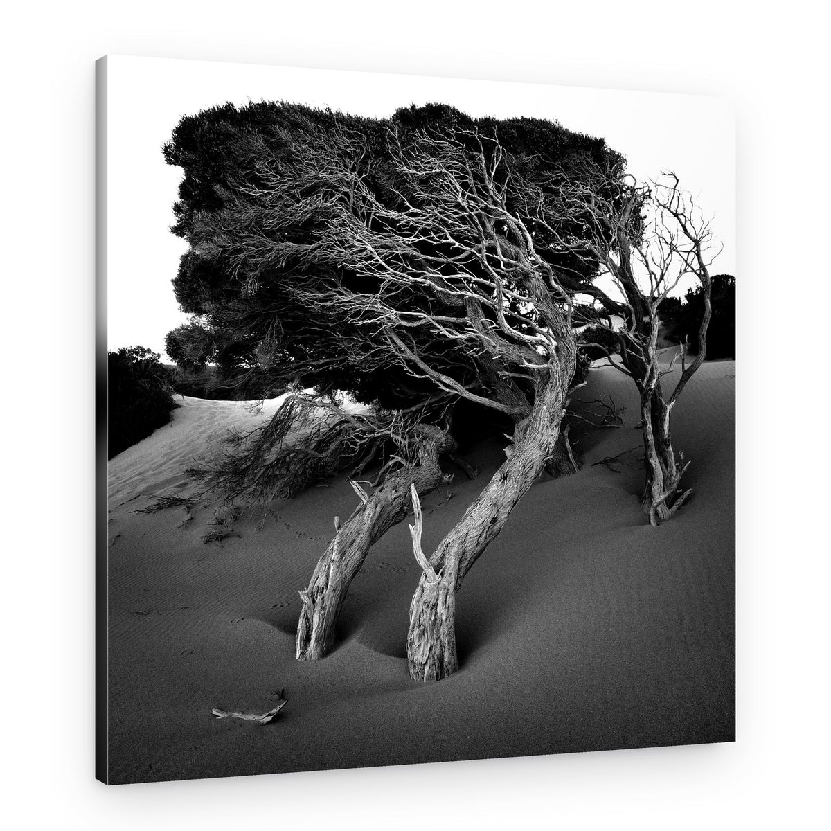 Sculpted Dune Trees – Canvas Print