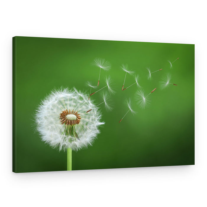 Flying Dandelion Seeds – Canvas Print