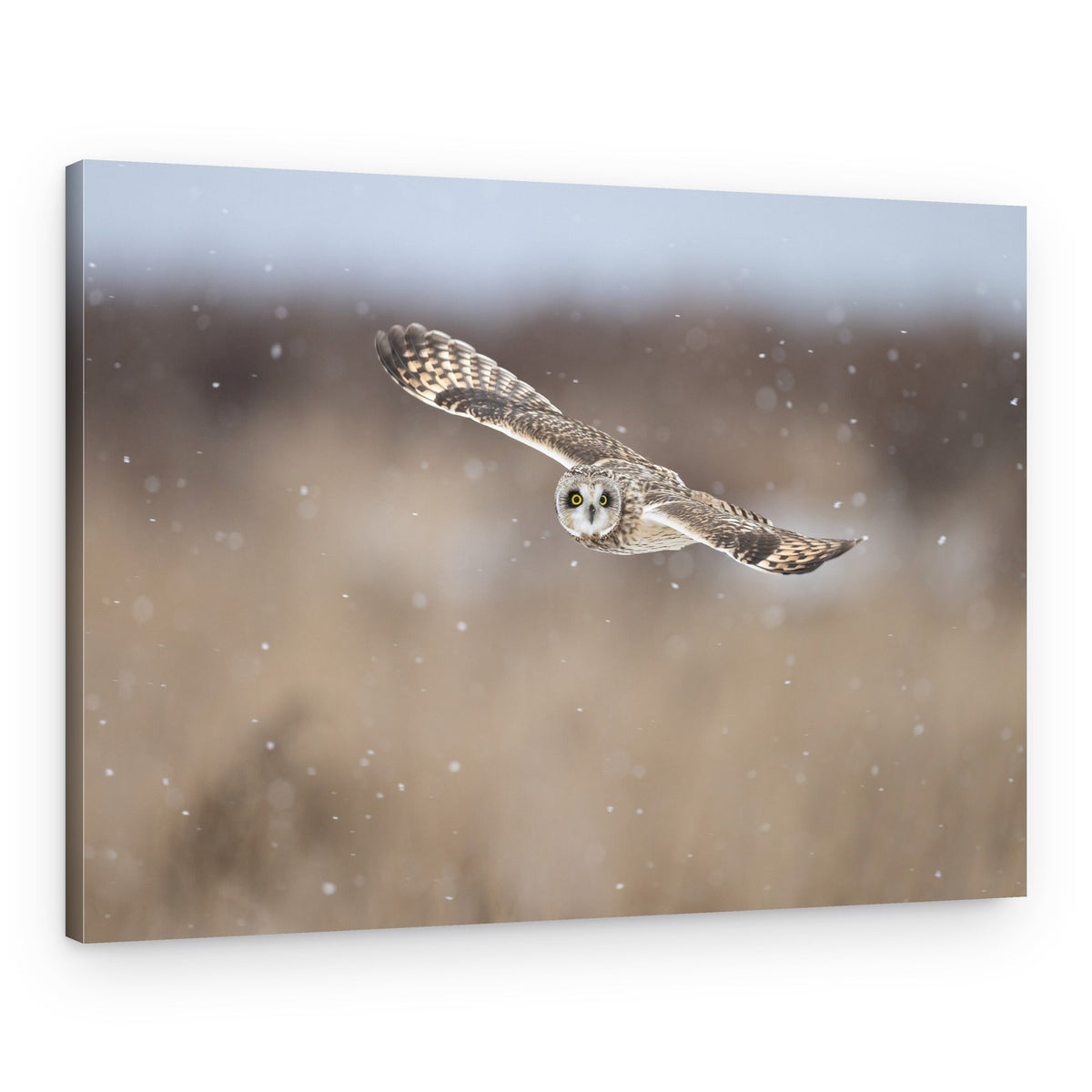 Winter Owl in Flight – Canvas Print