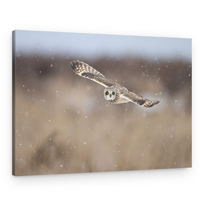 Winter Owl in Flight – Canvas Print