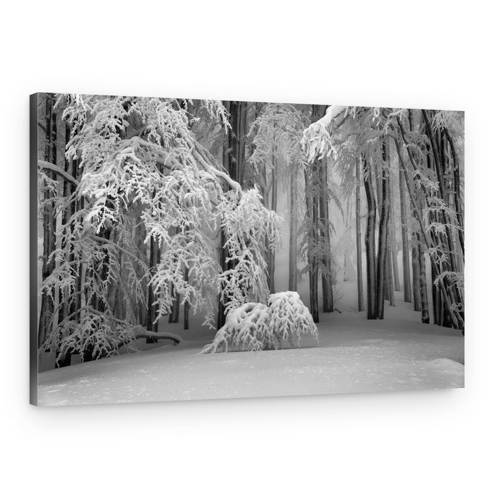 Quiet Snowy Forest – Canvas Print