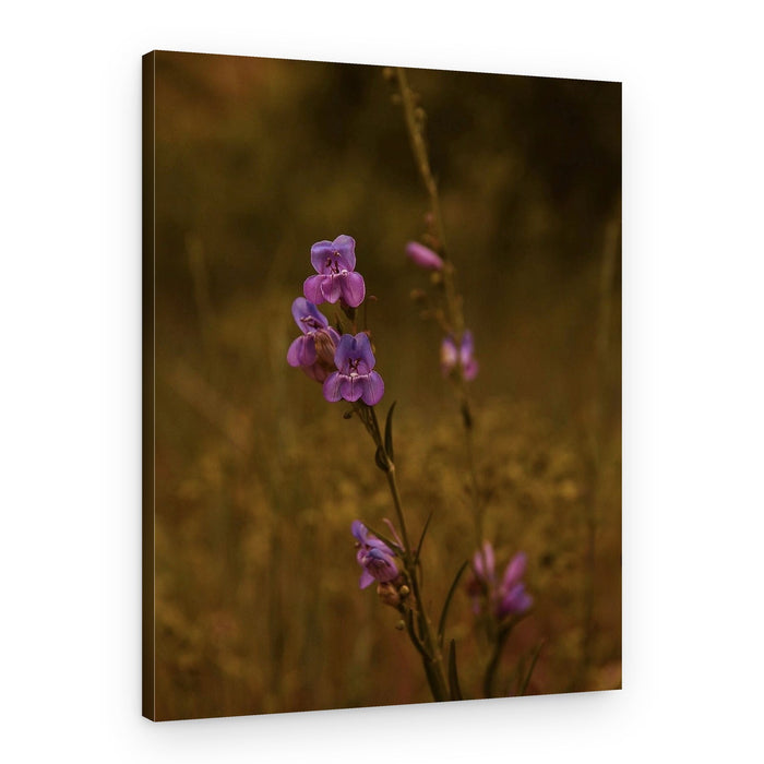 Delicate Purple Blooms – Canvas Print
