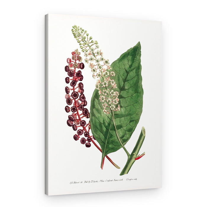 Phytolacca Decandra 1806 Flower Garden Displayed By Francis Sansom – Canvas Print
