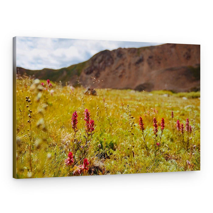 Summer Mountain Wildflowers – Canvas Print