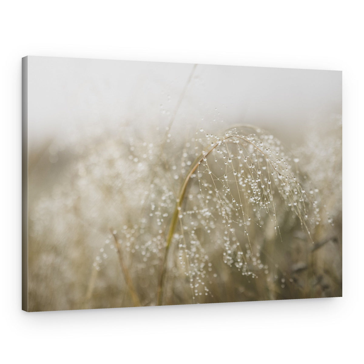 Sparkling Morning Dew – Canvas Print