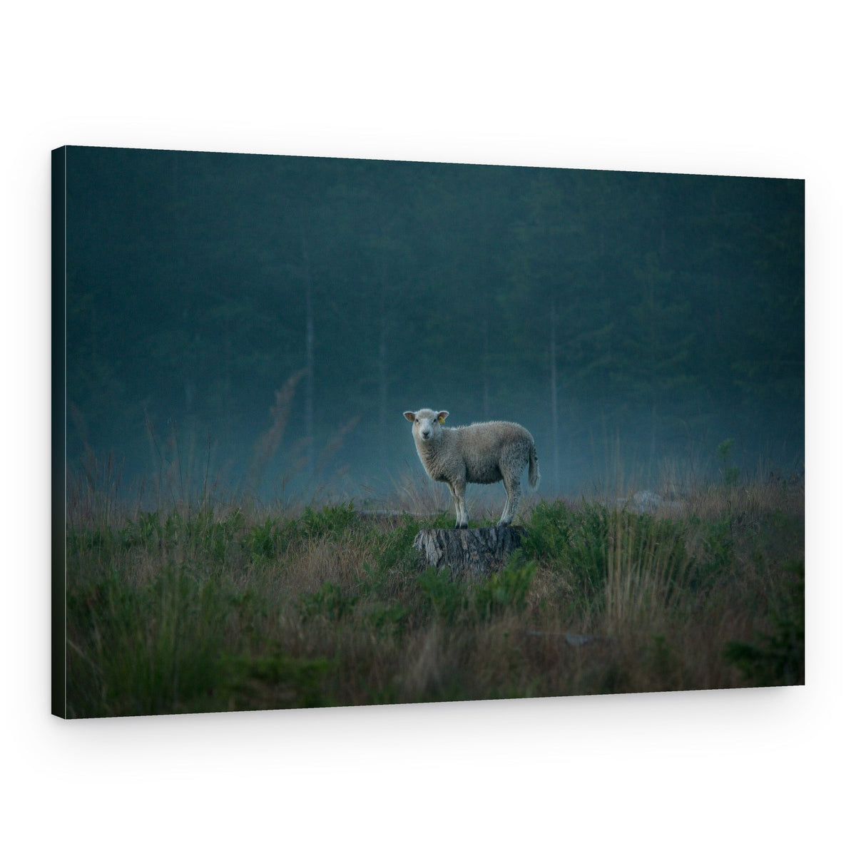 Misty Forest Sheep – Canvas Print