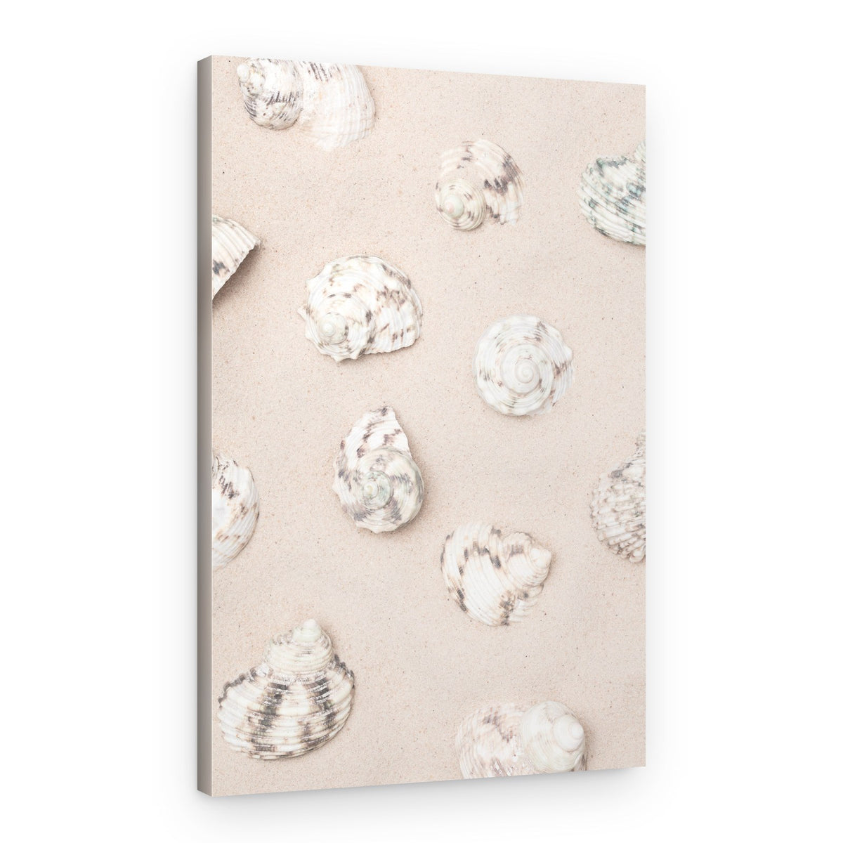 Coastal Sand Shells – Canvas Print