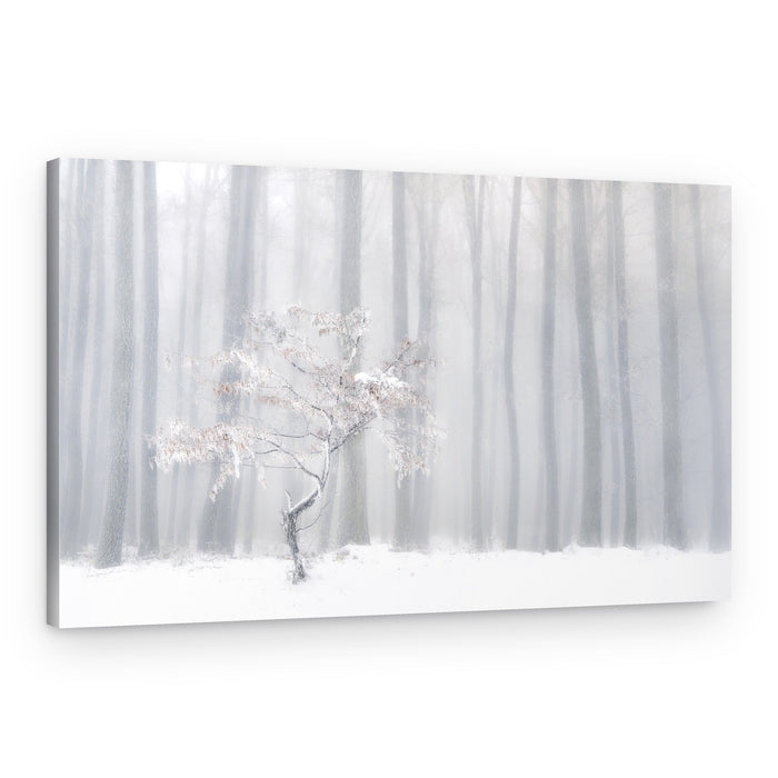 Misty Winter Tree – Canvas Print