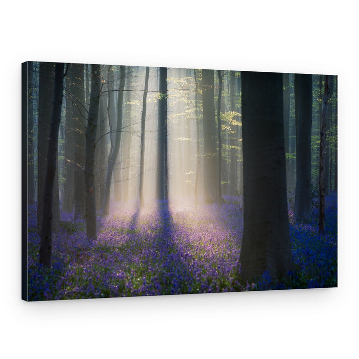 Enchanted Bluebell Forest – Canvas Print