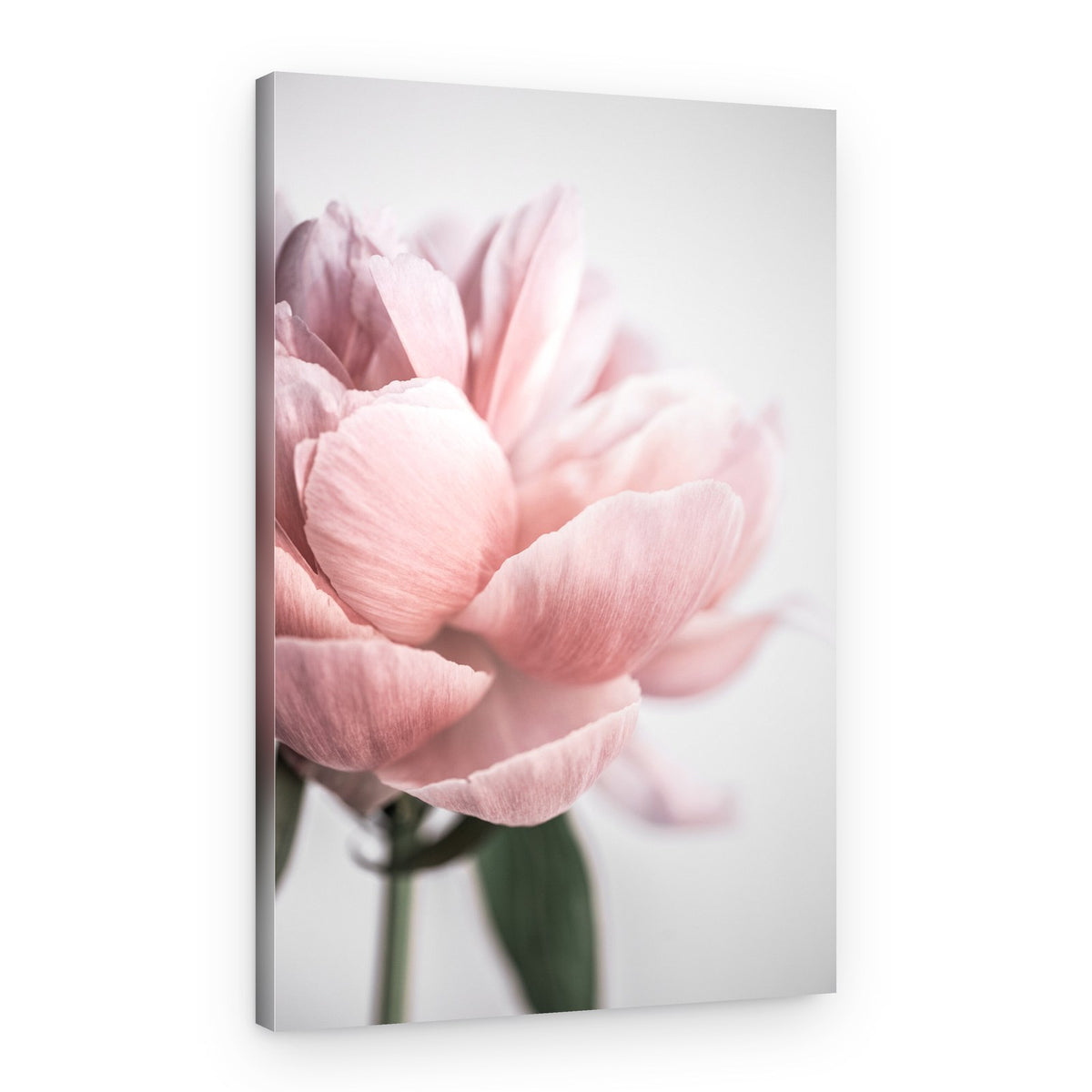 Peony 3 – Canvas Print