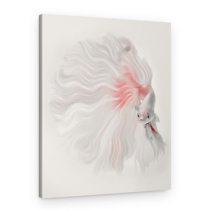 Graceful White Betta – Canvas Print