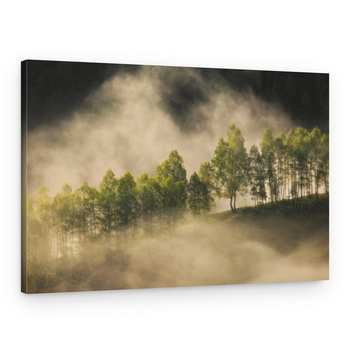 Trees in Morning Mist – Canvas Print