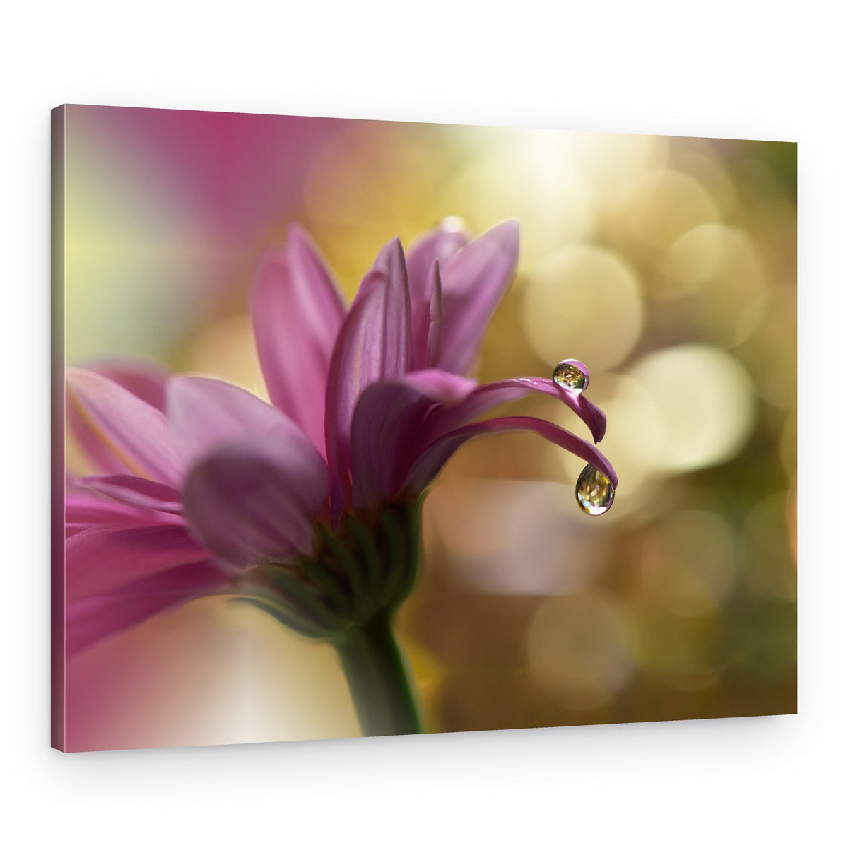 Pink Petal Water Drops – Canvas Print