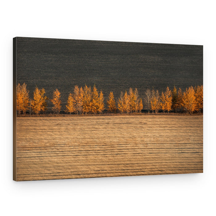 Golden Trees Harvest Fields – Canvas Print