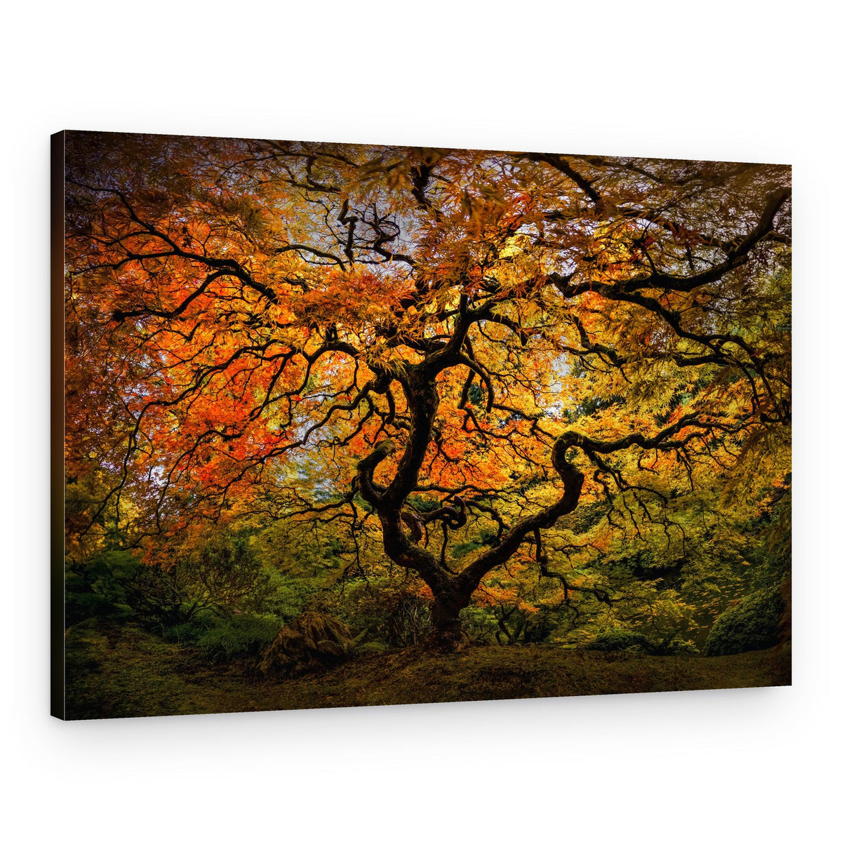 Vibrant Fall Maple Tree – Canvas Print
