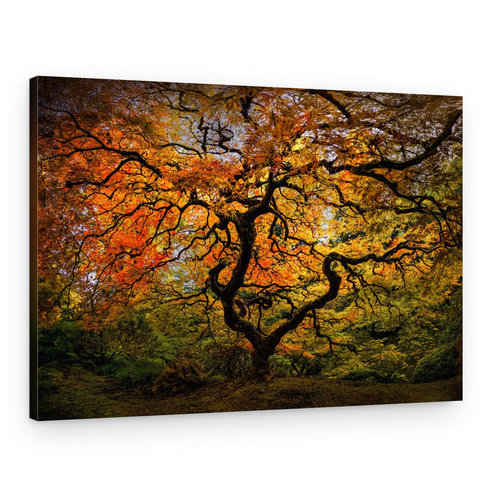 Vibrant Fall Maple Tree – Canvas Print