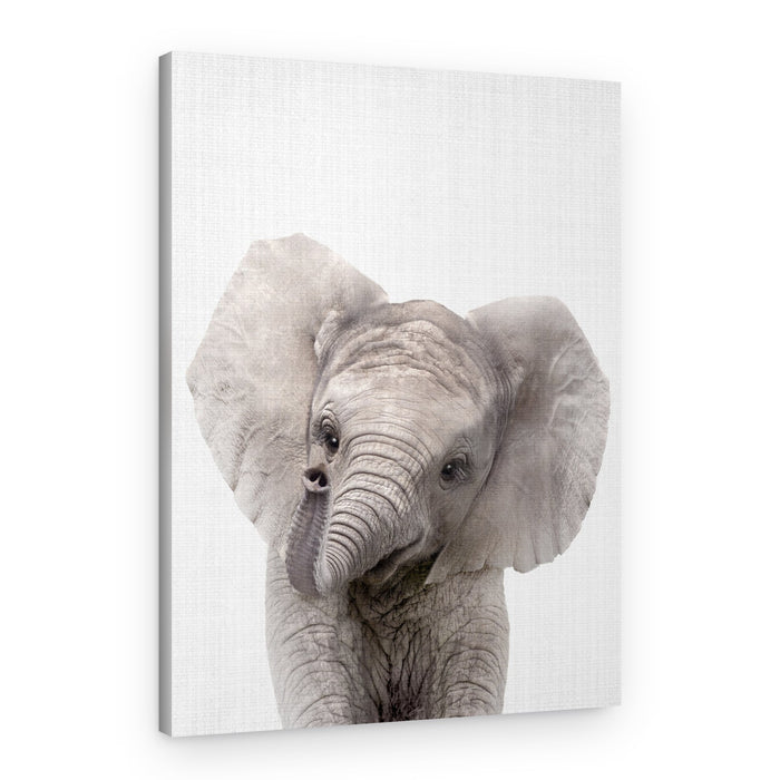 Curious Baby Elephant – Canvas Print