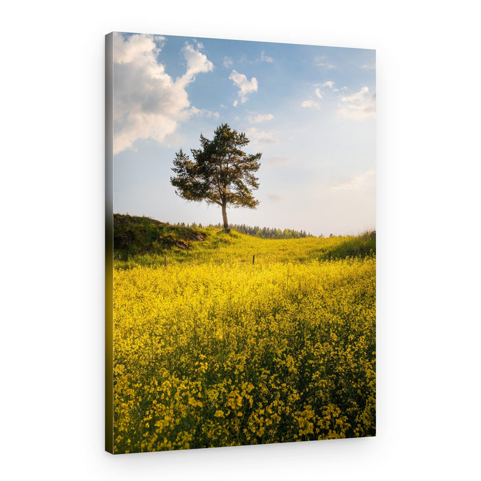 Yellow Field Solitary Tree – Canvas Print