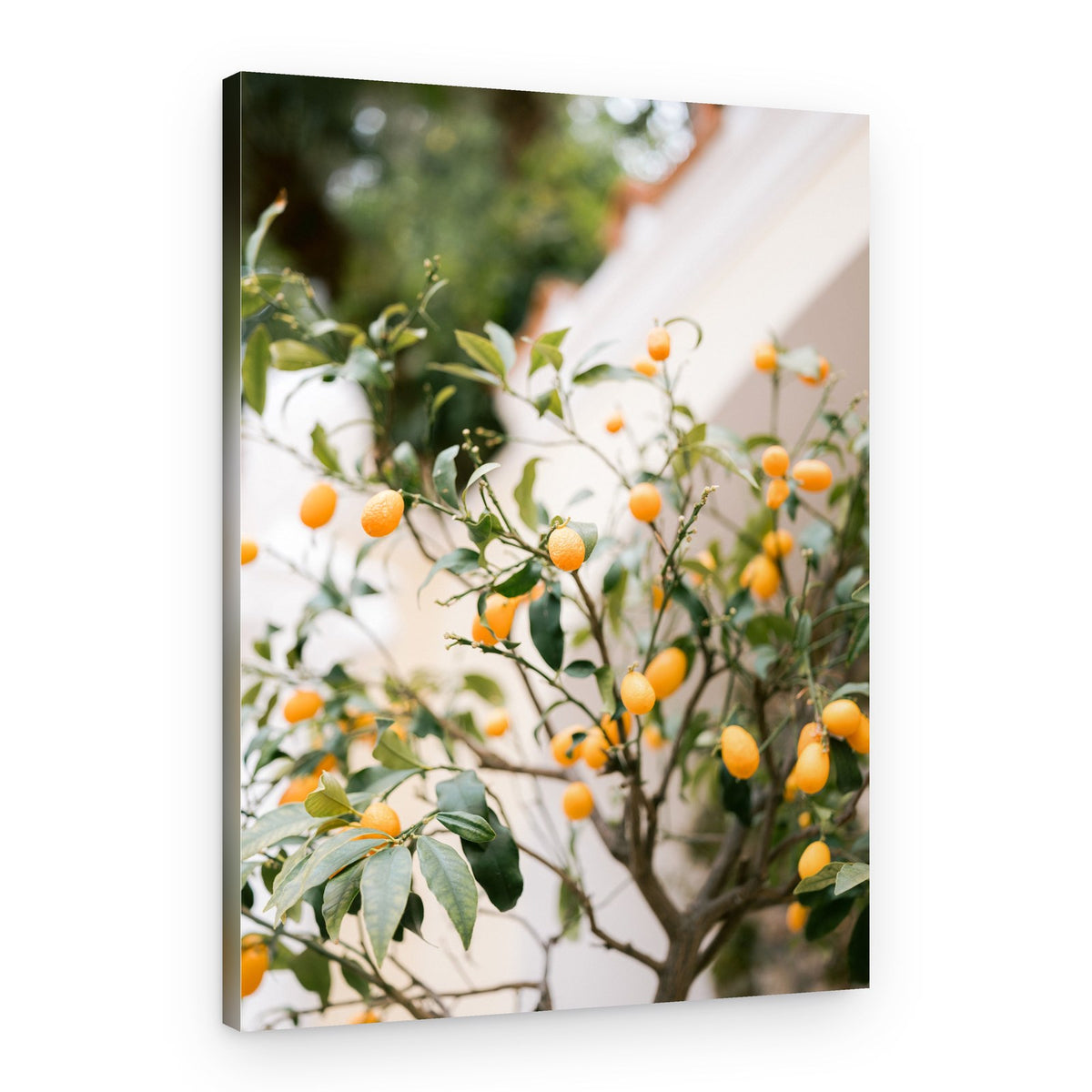 Orange Capri – Canvas Print