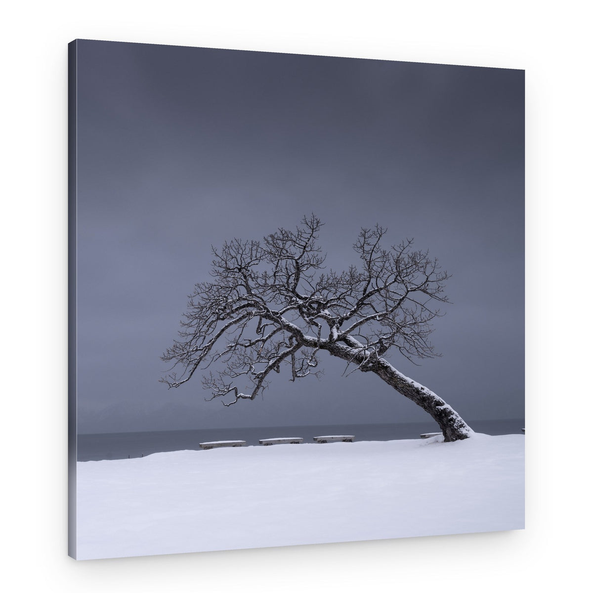 Snowy Leaning Tree – Canvas Print