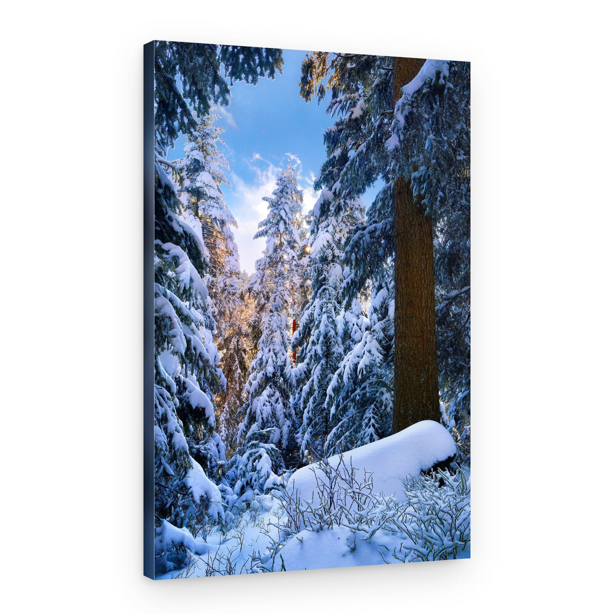 Sunlit Winter Forest – Canvas Print