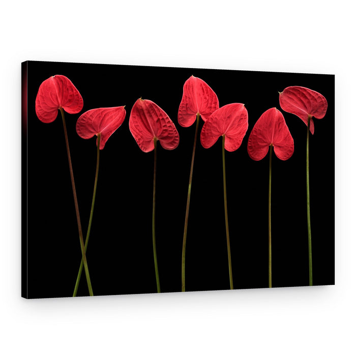 Elegant Red Anthuriums – Canvas Print