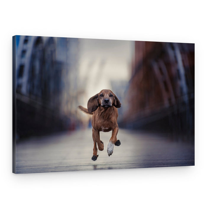 Urban Hound Running – Canvas Print