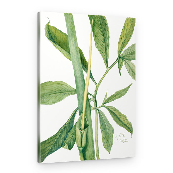 Greendragon (1920) – Canvas Print