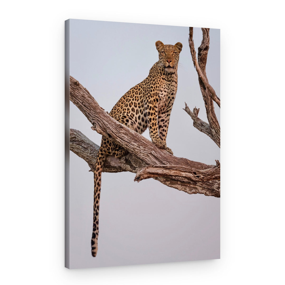 Majestic Leopard Perched – Canvas Print