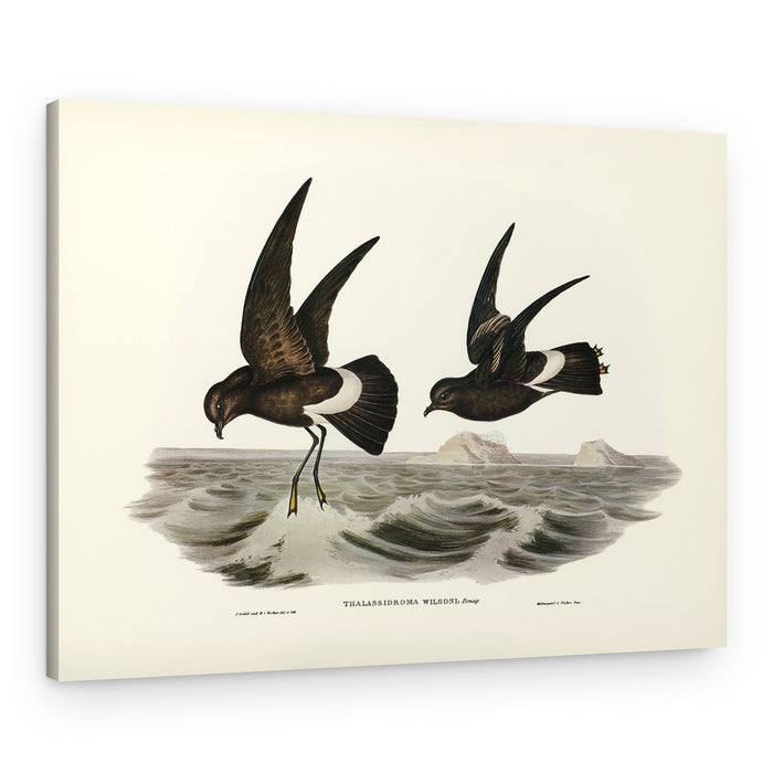 Wilson's Storm Petrel – Canvas Print