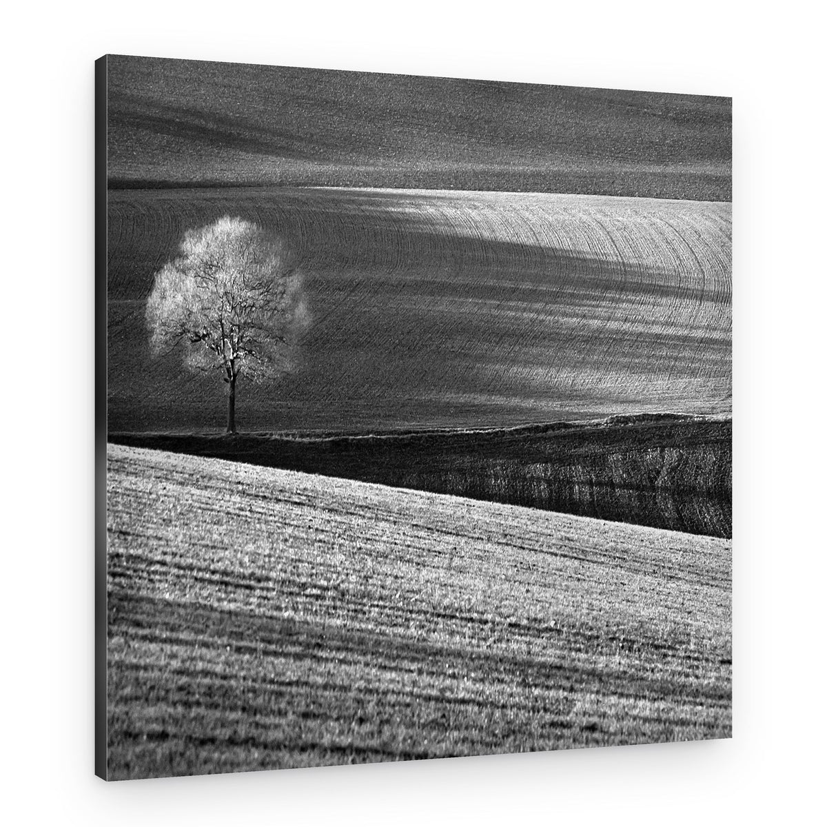 Solitary Tree Fields – Canvas Print
