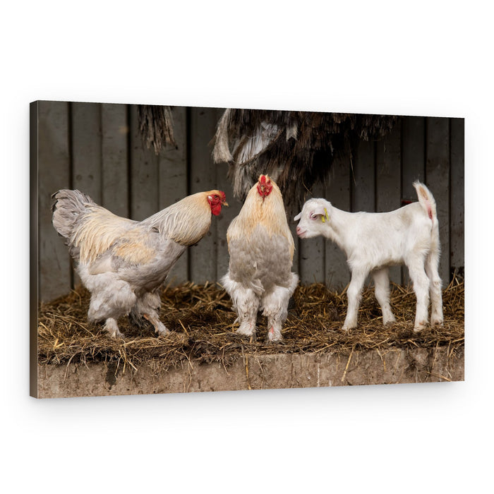Farmyard Friends – Canvas Print