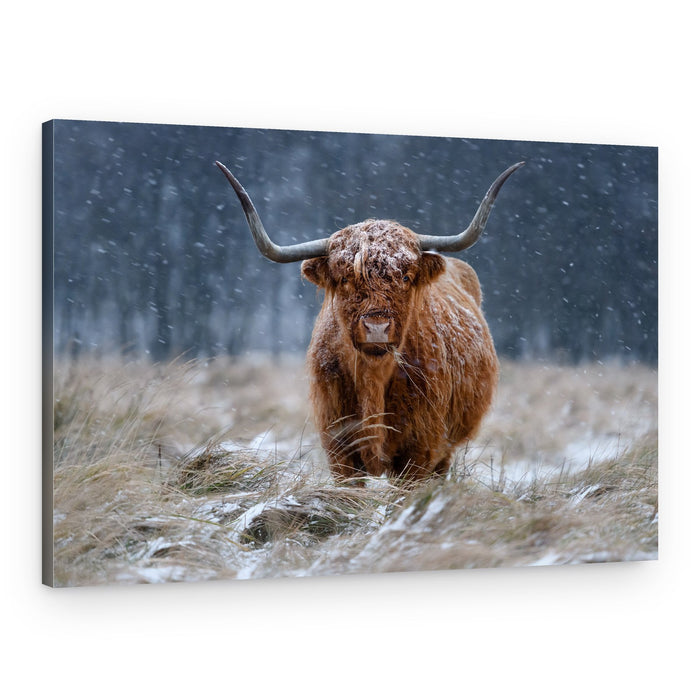 Snowy Highland Cow – Canvas Print