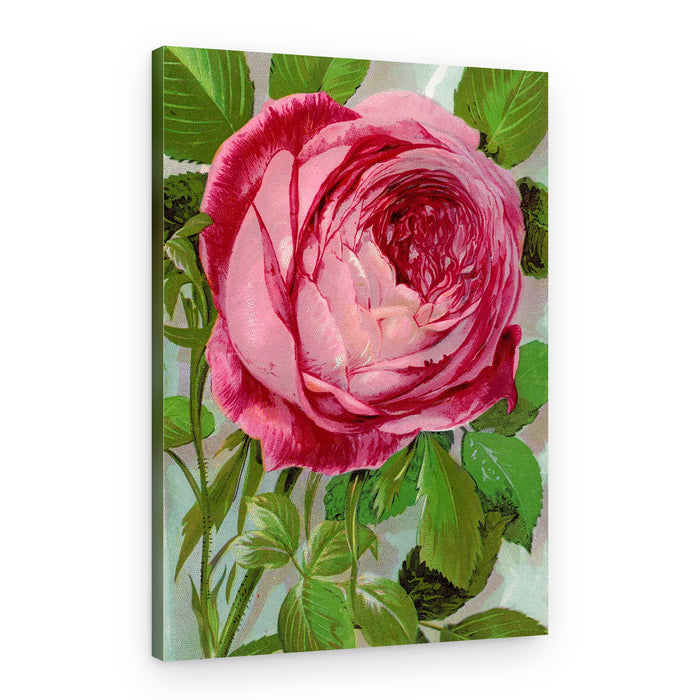 Pink Rose, Mrs John Laing Lithograph – Canvas Print