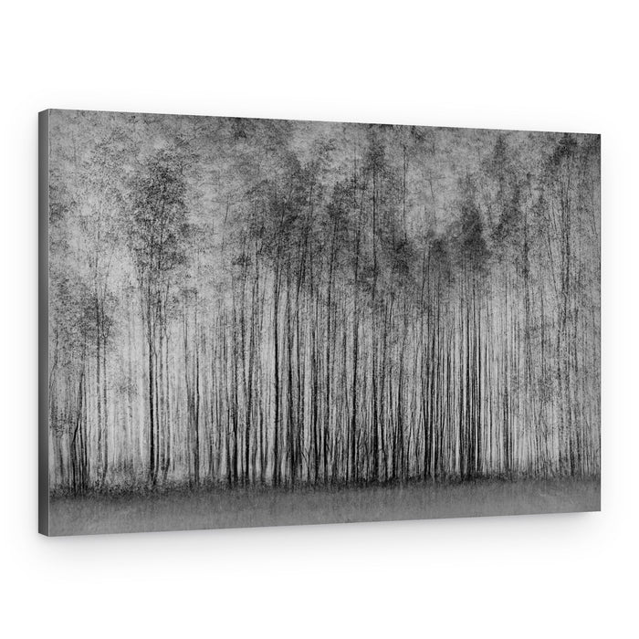 Ethereal Forest Lines – Canvas Print