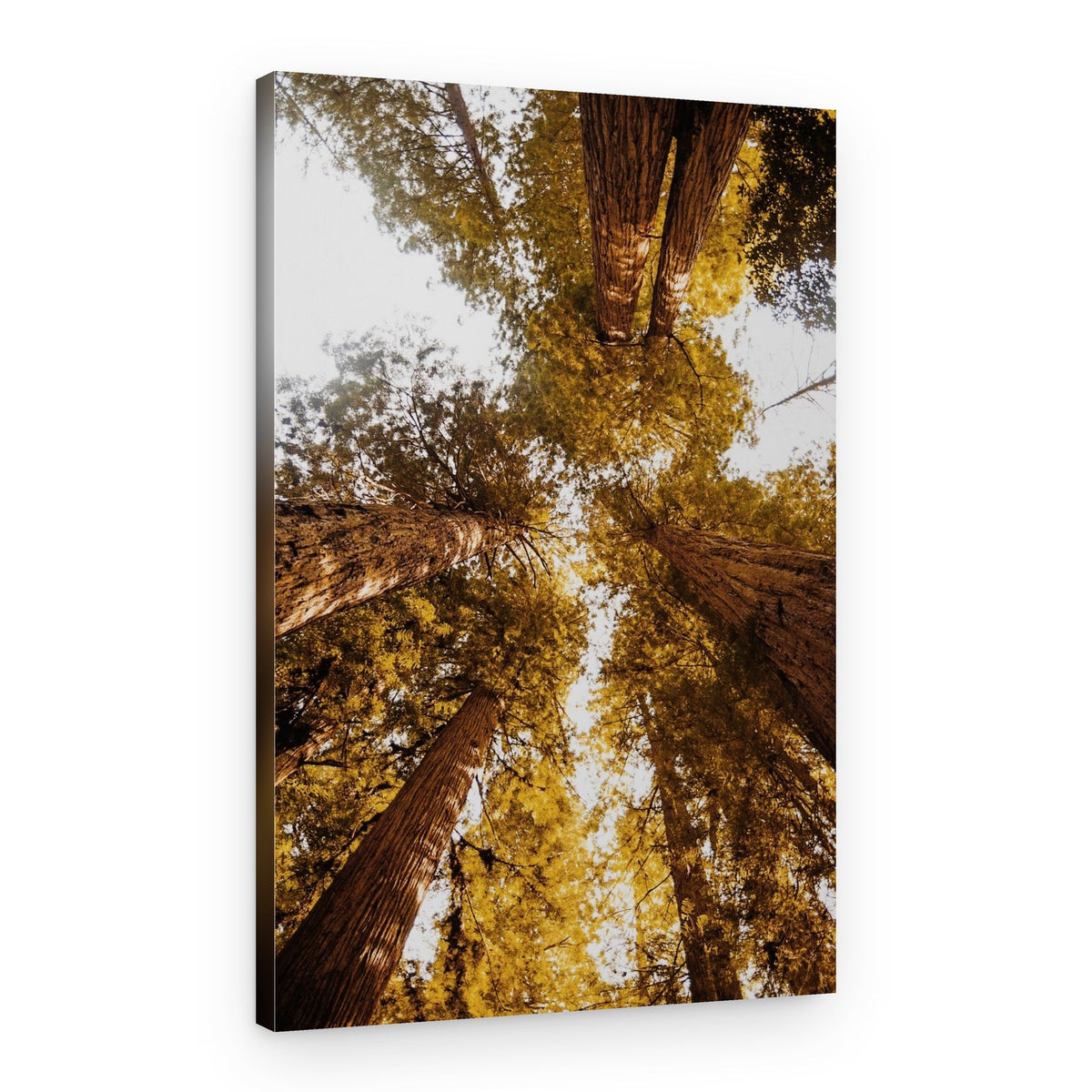 Golden Forest Canopy – Canvas Print