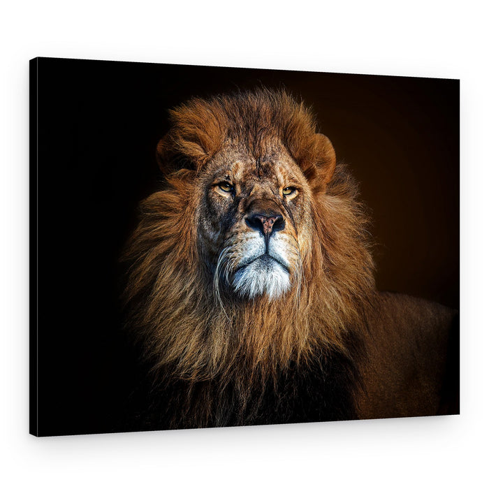 Majestic Lion Gaze – Canvas Print