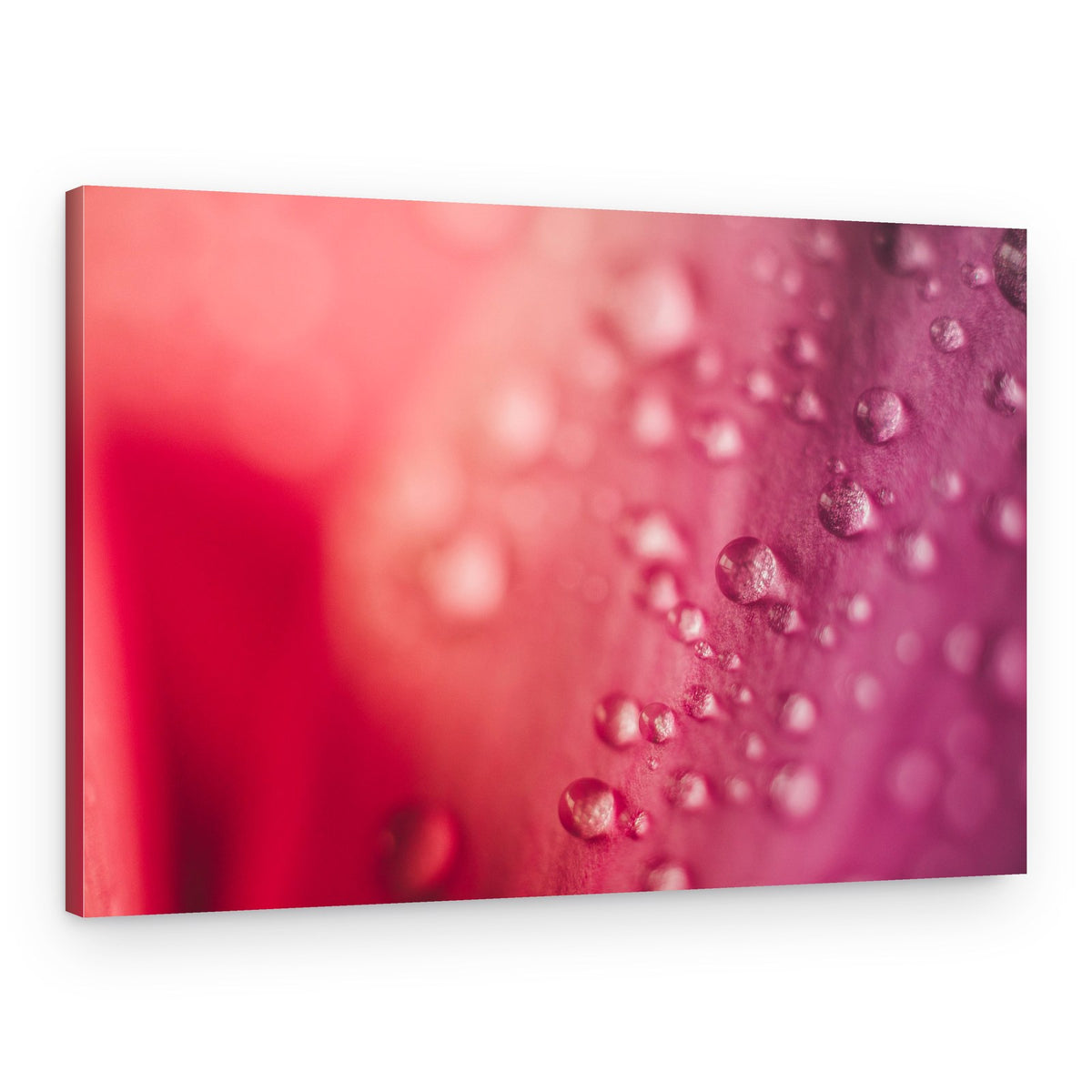 Pink Petal Droplets – Canvas Print