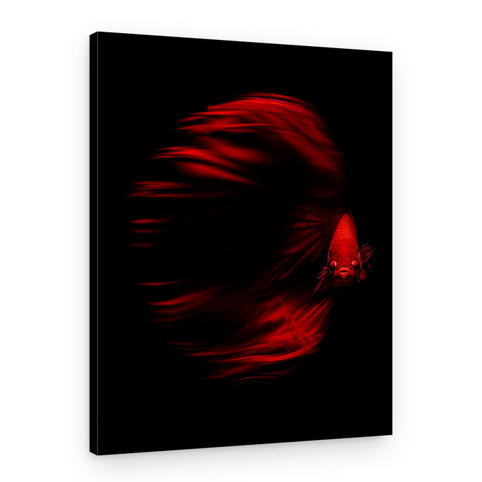 Dynamic Red Betta – Canvas Print