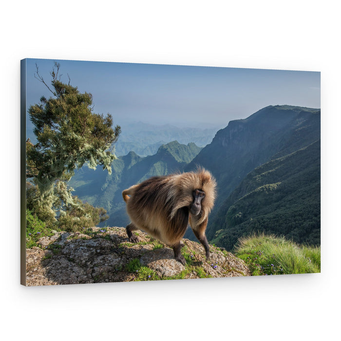 Majestic Gelada Mountain View – Canvas Print