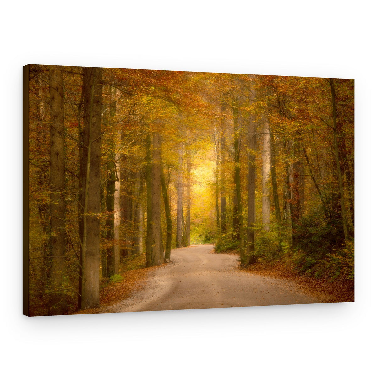 Winding Golden Forest Road – Canvas Print