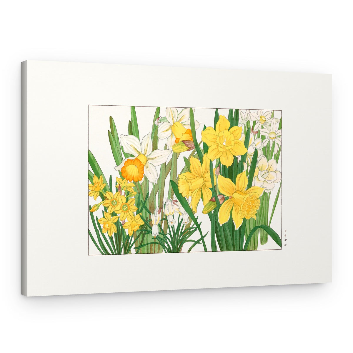Daffodil – Canvas Print