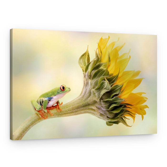 Frog On Sunflower – Canvas Print