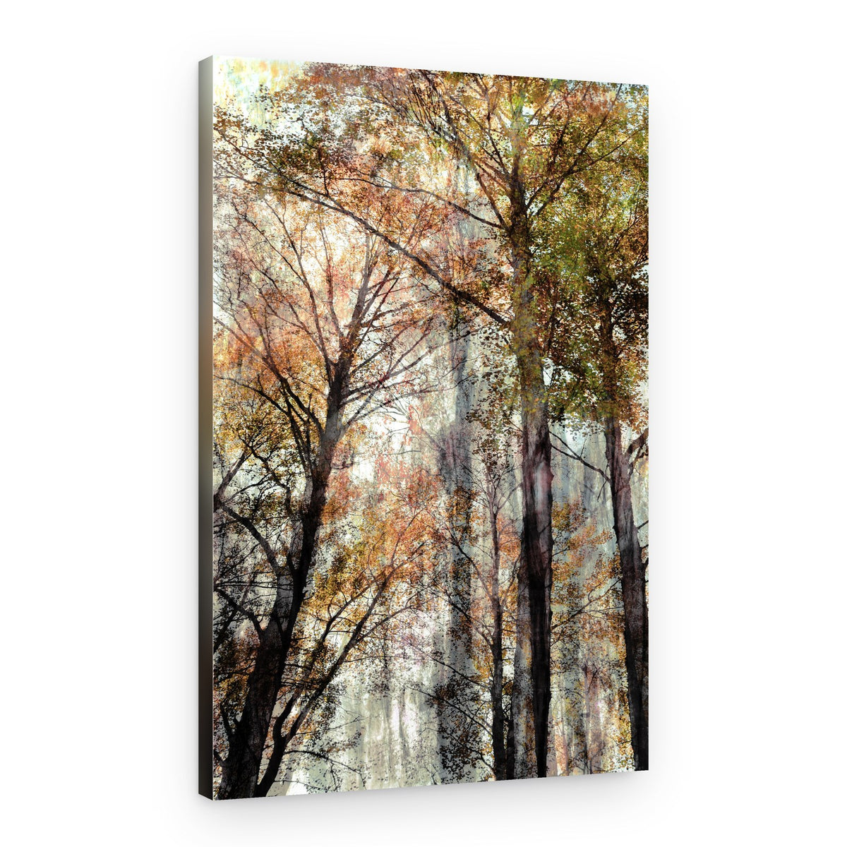 Autumn Forest Light – Canvas Print
