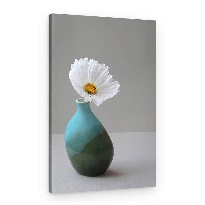 Delicate White Cosmos – Canvas Print
