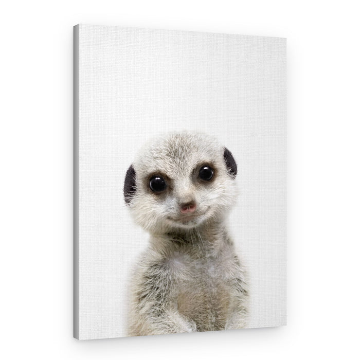 Curious Baby Meerkat – Canvas Print