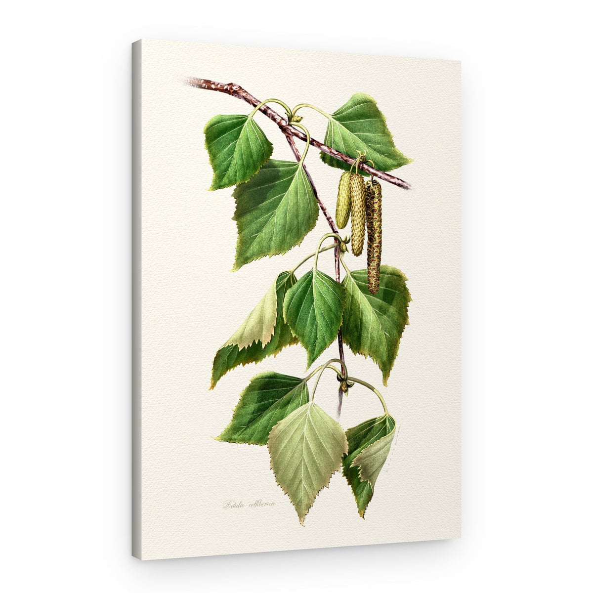 Birch Leaves and Catkins – Canvas Print