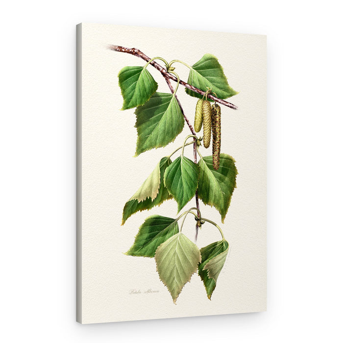 Birch Leaves and Catkins – Canvas Print