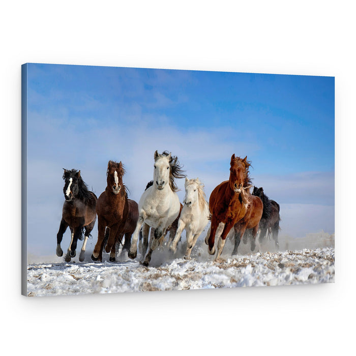 Wild Horses Galloping – Canvas Print