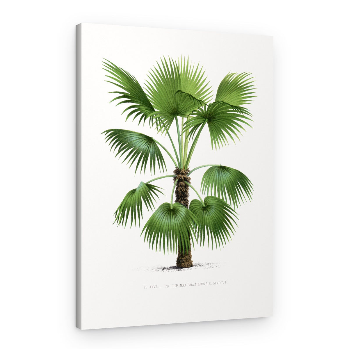 Xxvi Trithrinax B – Canvas Print